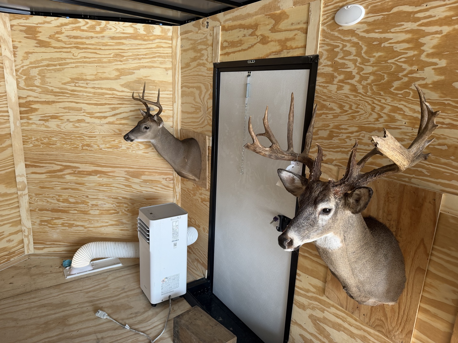 Deer mounts secured inside the Farris Trophy Transport trailer