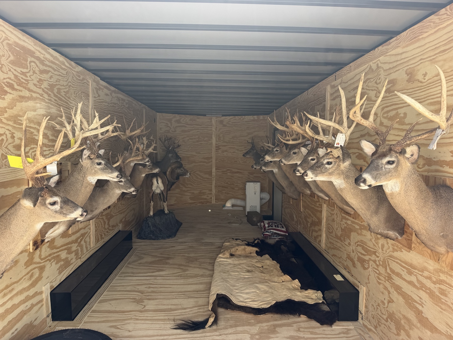 Multiple deer shoulder mounts arranged inside an enclosed trailer