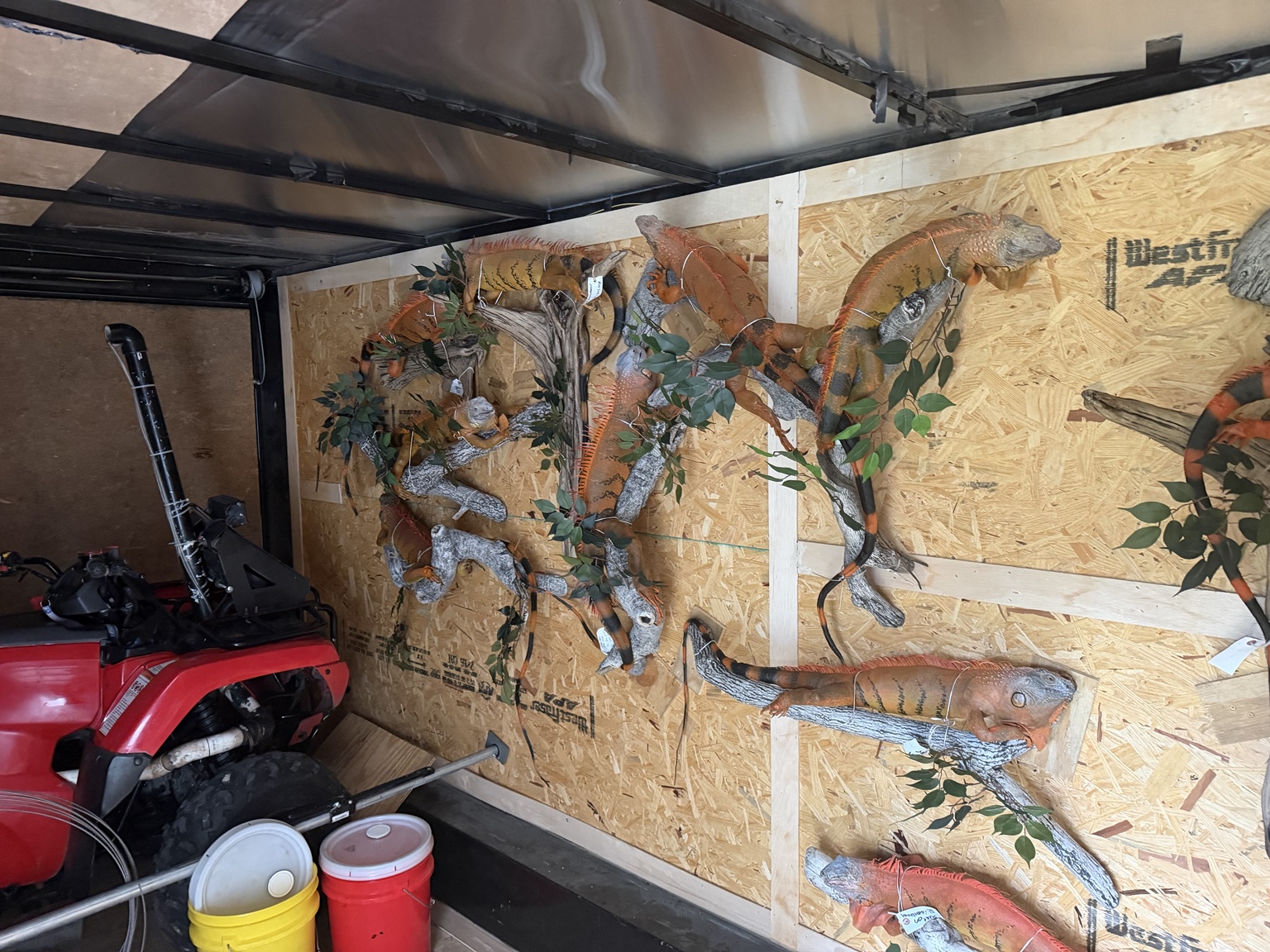 Iguana taxidermy displays secured for transport