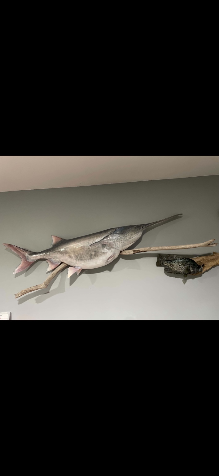Large paddlefish wall mount