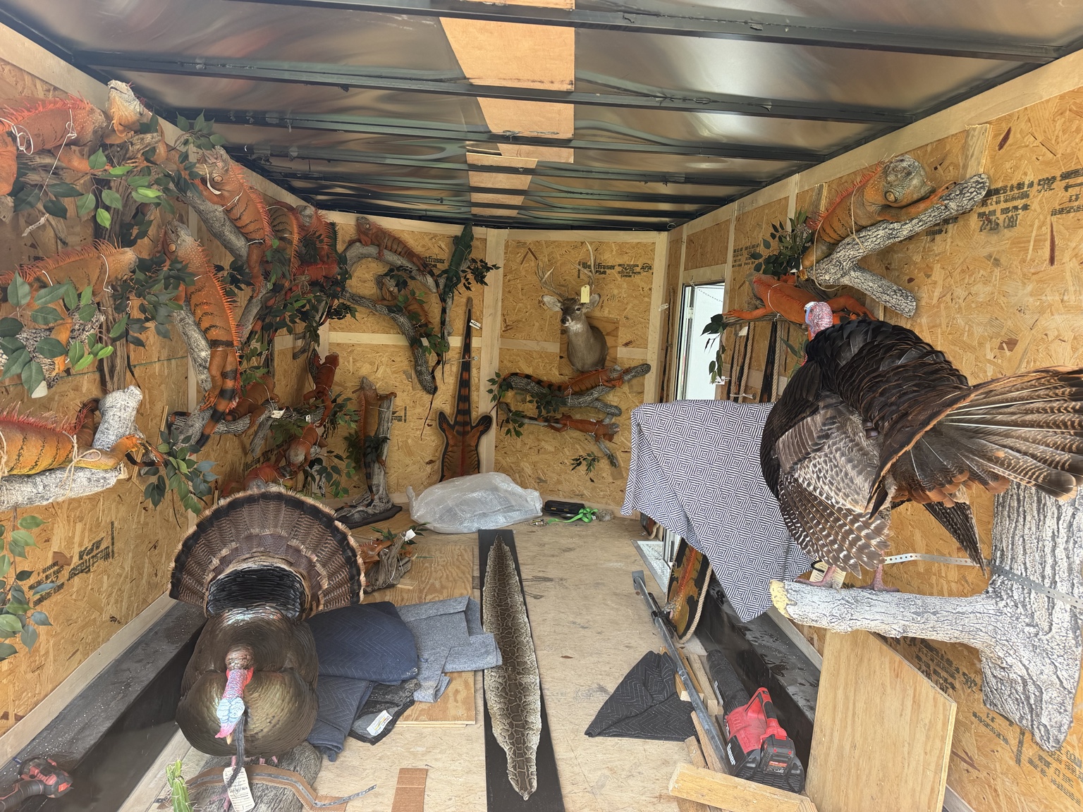 Bird and reptile taxidermy secured inside a trailer