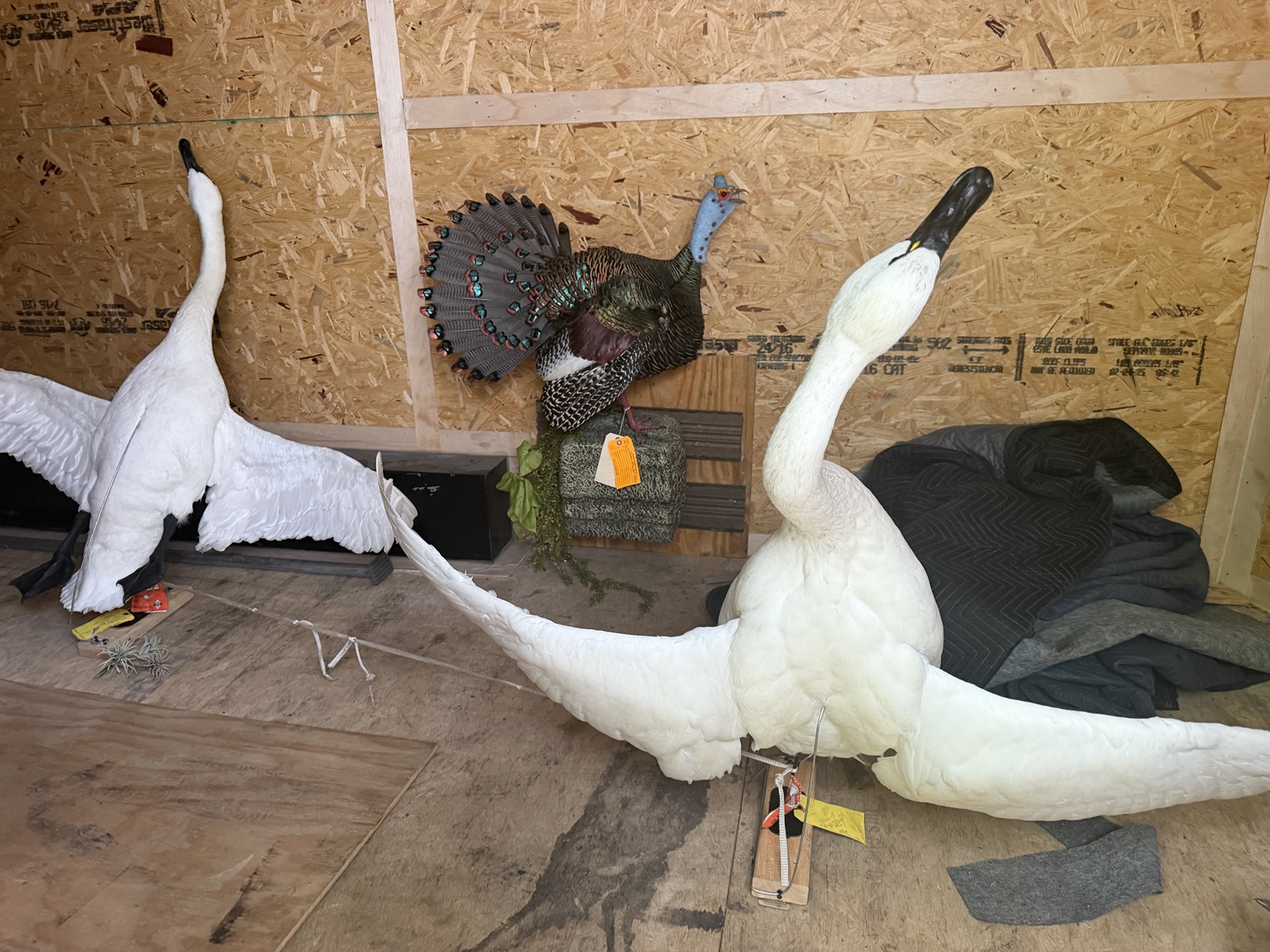 Swan and turkey taxidermy prepared for transport