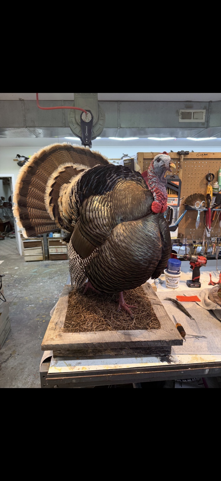 Turkey taxidermy mount